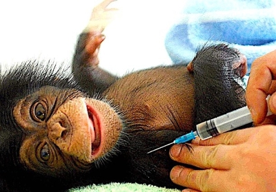 US Zoos to start Vaccinating Animals with Pfizer COVID-19 saying it’s Safe and Necessary