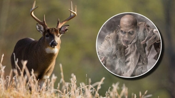 Scientists Fear That ‘Zombie Deer Disease’ Could Spread To Humans
