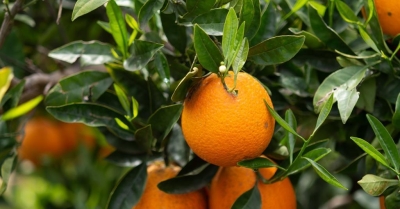 Time is running out for the current job-killing citrus impasse between EU and South Africa to be resolved  